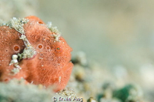 A T T R A C T I V E
Painted frogfish (Antennarius pictus... by Irwin Ang 